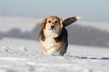 CORGI PEMBROKE 961